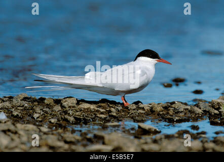 Arctic Tern Sterna paradisaea Stock Photo