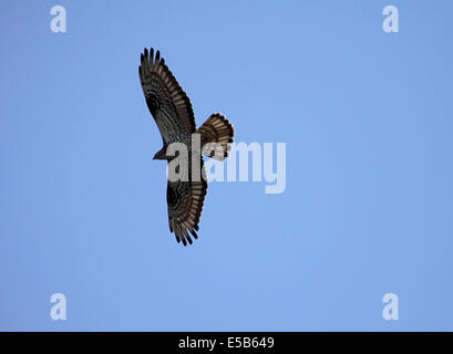 Honey buzzard in flight in Poland Stock Photo