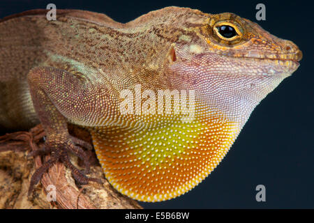 Brown Anole / Anolis sagrei Stock Photo