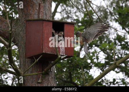 Kestrel male flying in to nestbox with Bank vole in woodland in Northern England Stock Photo