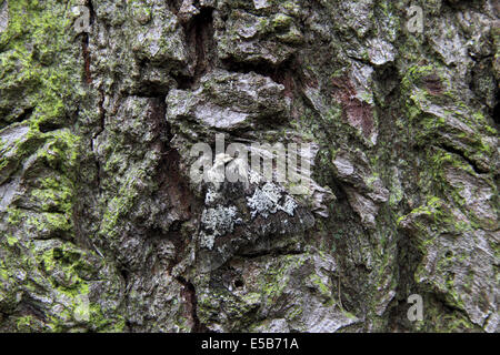 Oak beauty moth resting on bark of old oak tree in woodland in Northern England Stock Photo