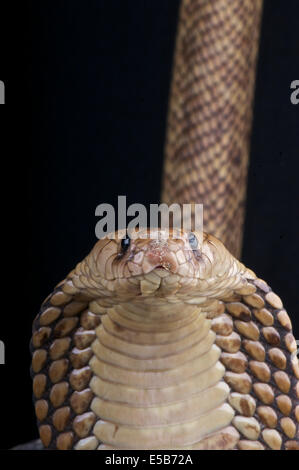 Egyptian cobra / Naja haje Stock Photo