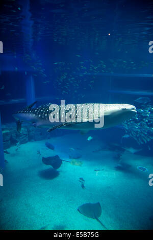 Whale shark, sharks, fish, stingrays, sea animals swimming in water tank at Osaka Aquarium, Japan, Asia Stock Photo
