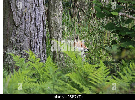 Current years Red fox cub lazing under pine tree in Woodland in Northern England Stock Photo