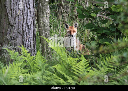 Current years Red fox cub sitting under pine tree in Woodland in Northern England Stock Photo