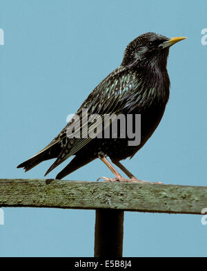 Starling Sturnus vulgaris Stock Photo