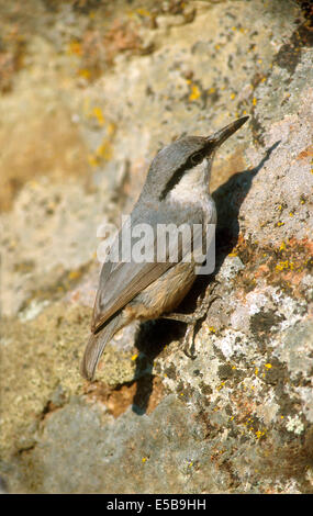 Western Rock Nuthatch - Sitta neumayer Stock Photo