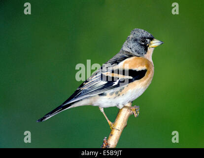 Brambling Fringilla montifringilla Stock Photo