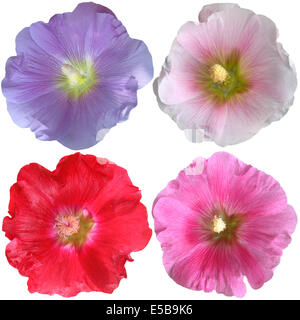 Set of mallow flowers on white background Stock Photo