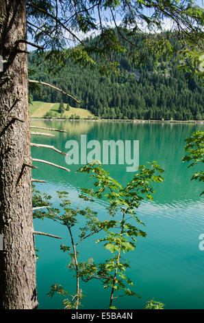 Tree at a lake in Austria with turquoise water Stock Photo