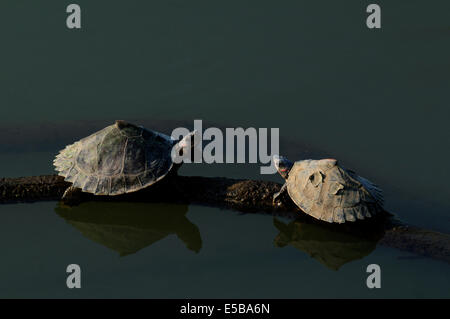 Indian Tent Turtle Stock Photo