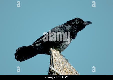 Carrion Crow Corvus corone corone Stock Photo
