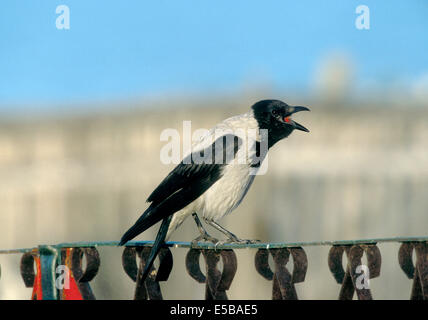 The Hooded Crow Corvus corone cornix Stock Photo