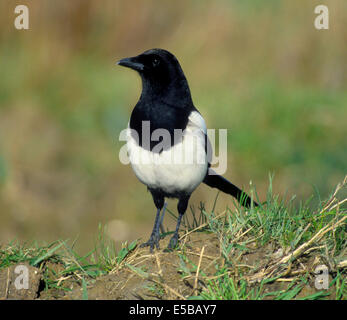 Magpie Pica pica L 45-50cm. Unmistakable black and white, long-tailed bird. Seen in small groups outside breeding season. Varied Stock Photo