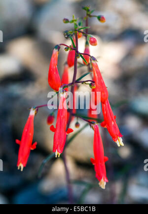 Beautiful red Scarlet Bugler, Penstemon barbatus, torreyi, Plantaginaceae, Plantain Family, in full bloom in Central Colorado Stock Photo