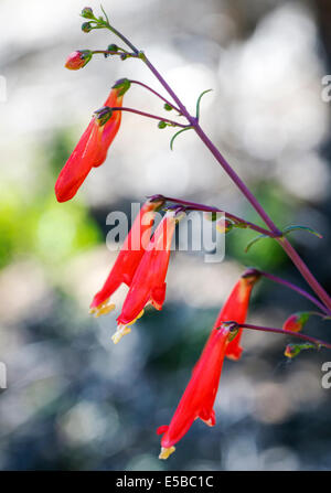 Beautiful red Scarlet Bugler, Penstemon barbatus, torreyi, Plantaginaceae, Plantain Family, in full bloom in Central Colorado Stock Photo