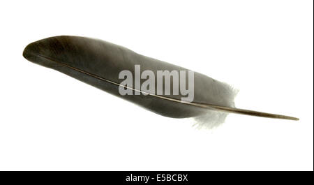 Woodpigeon Columba livia - feather cutout Stock Photo - Alamy