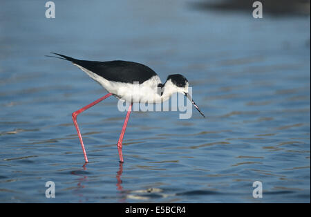 Black-winged Stilt Himantopus himantopus adult National Park Lake ...