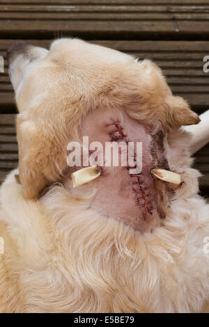 Golden Labrador Post-Operative after having tumor removed showing stitches and drains in his neck Stock Photo