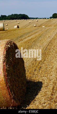 Large round straw bales in field Stock Photo