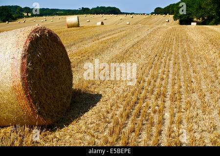 Large round straw bales in field Stock Photo