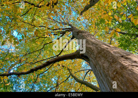 An old hornbeam in a forest Stock Photo