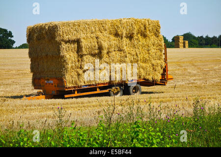 Straw bales on farm trailer in field Stock Photo