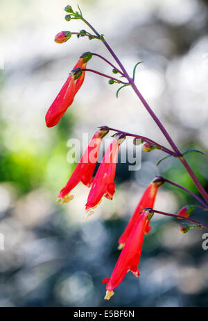 Beautiful red Scarlet Bugler, Penstemon barbatus, torreyi, Plantaginaceae, Plantain Family, in full bloom in Central Colorado Stock Photo