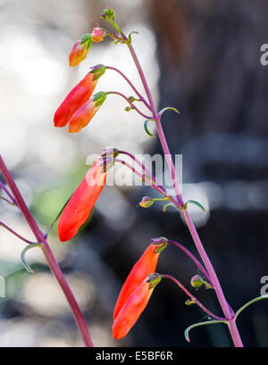 Beautiful red Scarlet Bugler, Penstemon barbatus, torreyi, Plantaginaceae, Plantain Family, in full bloom in Central Colorado Stock Photo