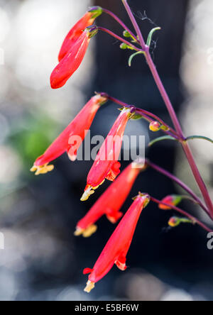 Beautiful red Scarlet Bugler, Penstemon barbatus, torreyi, Plantaginaceae, Plantain Family, in full bloom in Central Colorado Stock Photo