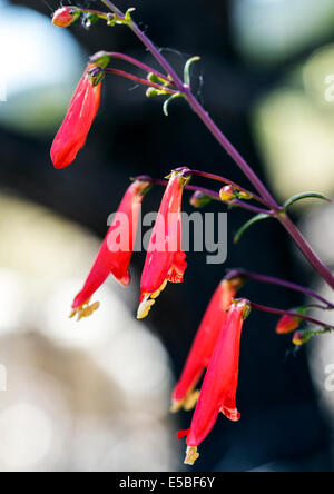 Beautiful red Scarlet Bugler, Penstemon barbatus, torreyi, Plantaginaceae, Plantain Family, in full bloom in Central Colorado Stock Photo