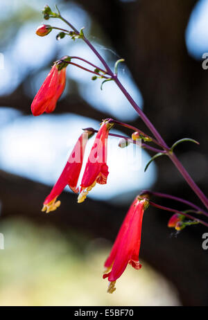 Beautiful red Scarlet Bugler, Penstemon barbatus, torreyi, Plantaginaceae, Plantain Family, in full bloom in Central Colorado Stock Photo