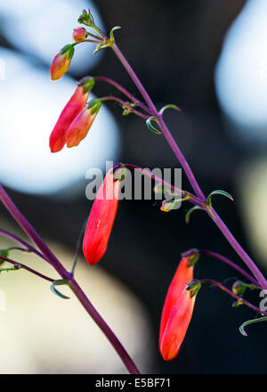 Beautiful red Scarlet Bugler, Penstemon barbatus, torreyi, Plantaginaceae, Plantain Family, in full bloom in Central Colorado Stock Photo