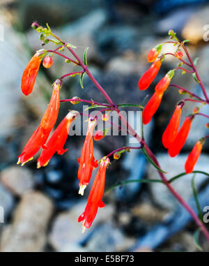 Beautiful red Scarlet Bugler, Penstemon barbatus, torreyi, Plantaginaceae, Plantain Family, in full bloom in Central Colorado Stock Photo