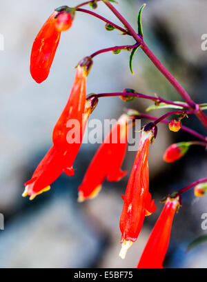 Beautiful red Scarlet Bugler, Penstemon barbatus, torreyi, Plantaginaceae, Plantain Family, in full bloom in Central Colorado Stock Photo