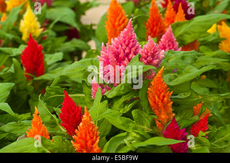 Brightly Coloured Celosia Kimono Commonly Known as plumed cockscomb Stock Photo