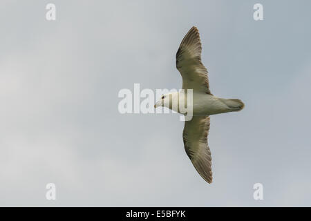 A northern fulmar (Fulmarus glacialis) flying in flight airborne against a cloudy sky; UK. Stock Photo