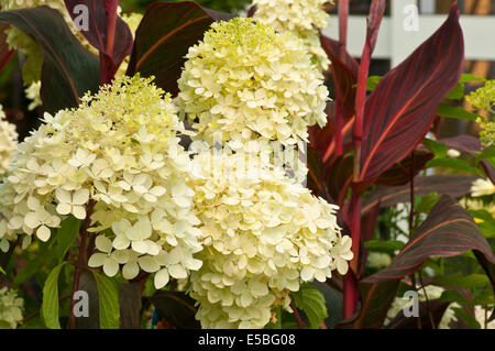 White Hydrangea paniculata Phantom Common Name Hoertensia Stock Photo