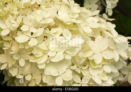 White Hydrangea paniculata Phantom Common Name Hortensia Stock Photo