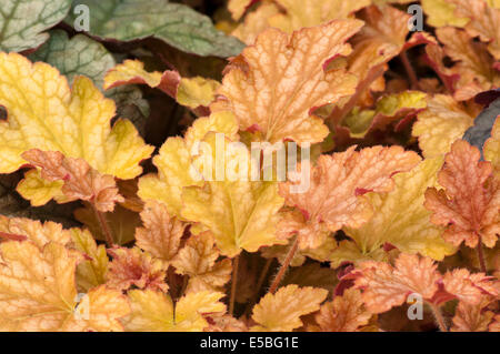Foilage Of Heuchera Plant Commonly Known as alumroot or coral bells Stock Photo