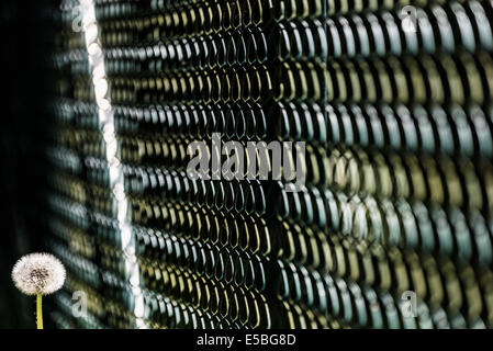 Dandelion flower with metal fence Stock Photo