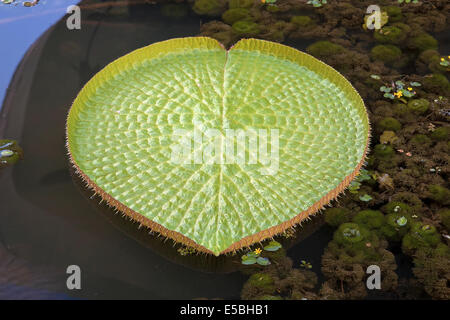 Giant Amazonian Water Lily Pads Floating in Lake Closeup Stock Photo