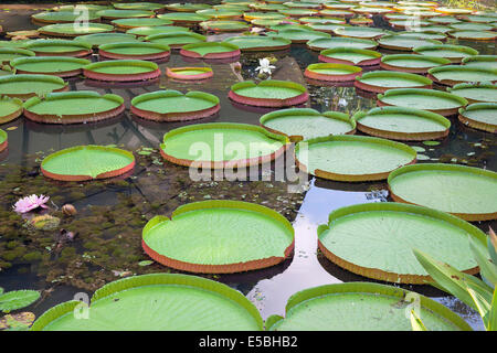 Giant Amazonian Water Lily Pads Floating in Lake with Blooming Flowers Stock Photo