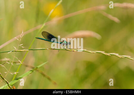 A male Banded Demoiselle, Calopteryx splendens, resting on a grass stalk.
