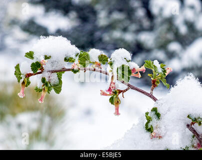 Ribes cereum; Wax Currant; Grossulariaceae; Gooseberry;wildflowers in bloom in spring snow, Central Colorado, USA Stock Photo