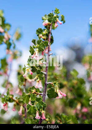Ribes cereum; Wax Currant; Grossulariaceae; Gooseberry;wildflowers in bloom in spring snow, Central Colorado, USA Stock Photo