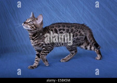Bengal cat walking side view on blue background Stock Photo