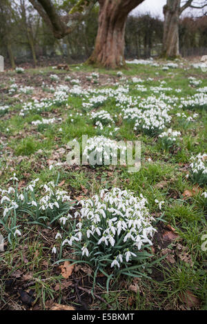 Clumps of snowdrops growing in woodland in spring Stock Photo