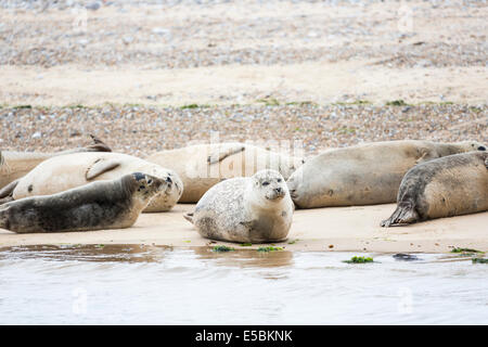 Cute, sleepy, plump common seal (Phoca vitulina) pup relaxing on the shore at Blakeney Point, Norfolk Stock Photo