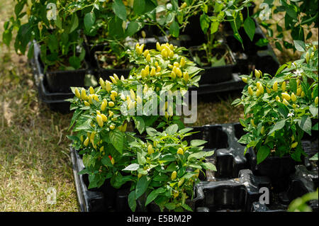 Bushey, Hertfordshire, UK, 27 July 2014 - The Awesome Hertfordshire Chilli Fiesta 2014 attracted chilli loving visitors.  Pictured : Prairie Fire chillies at the Edible Ornaments stall.  Credit:  Stephen Chung/17�Թ����� Live News Stock Photo